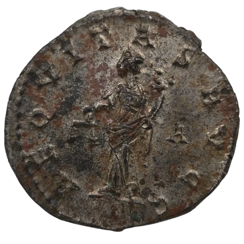 Carinus
