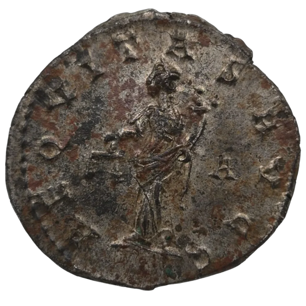 Carinus