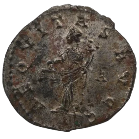 Carinus